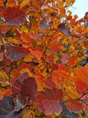 Картинки осень на заставку телефона (100 фото) • Прикольные картинки и  позитив | Пейзажи, Осенние картинки, Падающие листья