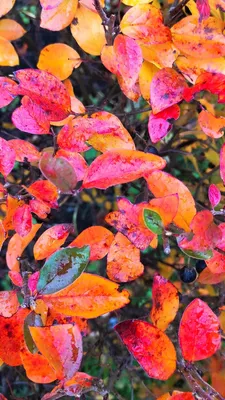 Секреты фото на телефон.pdf в 2023 г | Осенние фотографии, Осенние листья,  Листья