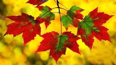 осень.фотография.листья.обои на телефон | Природа, Фотографии природы,  Фотографии