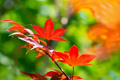 Осенние обои на телефон. Эстетика осени. Яркие жёлтые, оранжевые и красные  листья. в 2023 г | Красные листья, Эстетика, Листья