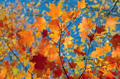 Обои на телефон ветки, размытость, осень, листья - скачать бесплатно в  высоком качестве из категории \"Природа\"