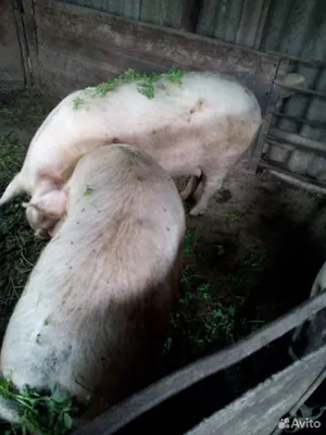 Image Domestic pig Soil Animals 1080x1920