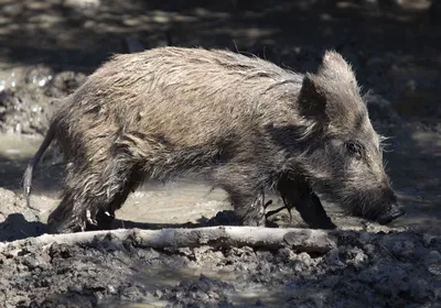 Забавная свинья - 3d иллюстрации | Премиум Фото