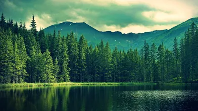 Обои лес, природа, вода, дикая местность, зеленый Full HD, HDTV, 1080p 16:9  бесплатно, заставка 1920x1080 - скачать картинки и фото