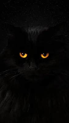 Фон, заставка, обои, wall , кот, чёрный кот, cat | Черные котята, Милые  котики, Кошачьи картины
