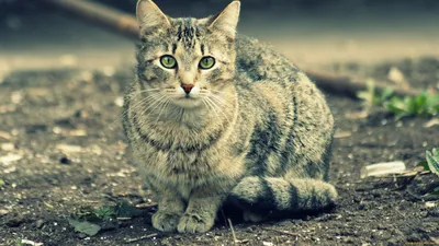 Кот на заставку - 89 фото