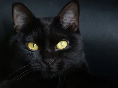Картинка кот в очках на заставку - 76 фото