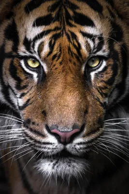 заставки на телефон тигр - Google'da Ara | Big cats, Animals, Wild cats