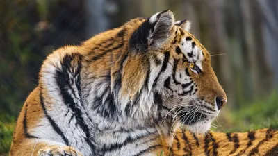 Картинки на заставку тигр фотографии