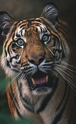 Картинки На Телефон На Заставку Тигр Зимой – Telegraph