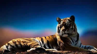 3d-заставка,тигр, белый фон, …» — создано в Шедевруме