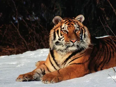 Тигр на заставку - 70 фото