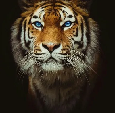 Фото тигра на рабочий стол - Тигры, львы - Животные - Картинки на рабочий  стол