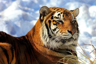 Обои \"Тигры\" на рабочий стол, скачать бесплатно лучшие картинки Тигры на  заставку ПК (компьютера) | mob.org