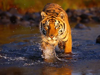 Тигр, Дикие Животные, Бенгальский Тигр - обои на телефон | ТОП Бесплатные  Скачать фото