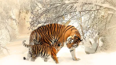 Тигры - заставки на рабочий стол