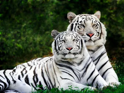 Бенгальский тигр-ОБОИ- на рабочий стол-Животные и птицы бесплатно