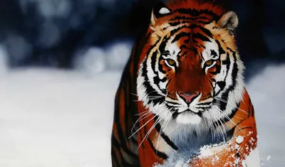 Тигр обои - 78 фото