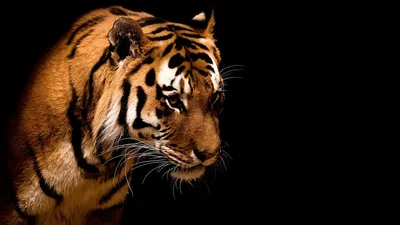 Тигр с открытой пастью - обои - Тигры, львы - Животные - Картинки на  рабочий стол