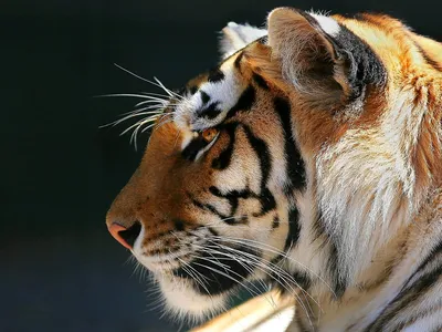 Заставка на телефон: тигр, бенгальский тигр, полосатый, дикие кошки, дикий,  кошки