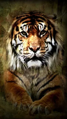Wallpaper Tiger, wild, animal, Animals #12808
