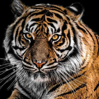 Картинки тигра на телефон - 77 фото
