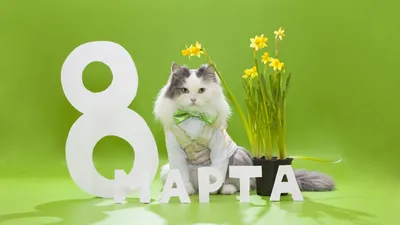 Поздравления с Международным женским днём - Живые открытки с котятами для 8  марта 2024 года - Страница 1