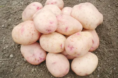 Новые высокоурожайные нематодоустойчивые сорта картофеля Аврора, Рябинушка,  Реал