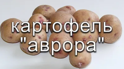 Обзор сорта картофеля \"Аврора\" (характеристики, свойства, фото) - YouTube