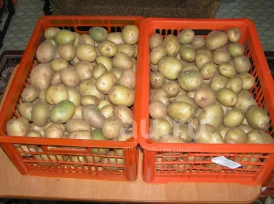 Картофель (картошка) Аврора семенной, на посадку. — купить в Красноярске.  Овощи на интернет-аукционе Au.ru