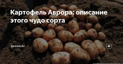 Картофель Аврора: описание этого чудо сорта | Дачник.RU | Дзен