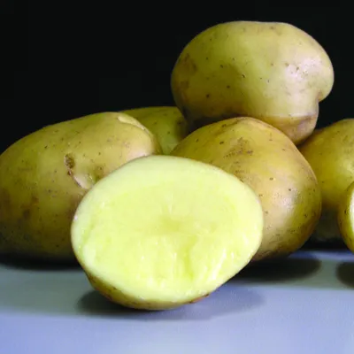 Продуктивный картофель для стола северян