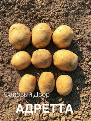 Картофель Ассоль | Сорта картофеля