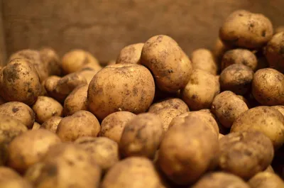 Лучшие сорта картофеля (выбираем вместе) | уДачный проект | Дзен