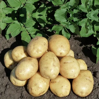 Калия побольше и гребень повыше: учёная НовГУ рассказала, как в Новгороде  вырастить небывалый урожай картошки, Простыми словами