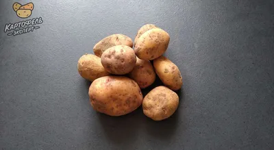Сорт картофеля Аврора - описание, характеристики, плюсы и минусы