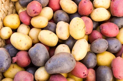 В новгородском Россельхозцентре назвали самые популярные сорта картофеля -  53 Новости