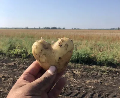 40 сортов картофеля для пюре, жарки, запекания и картошки фри | На грядке  (Огород.ru)