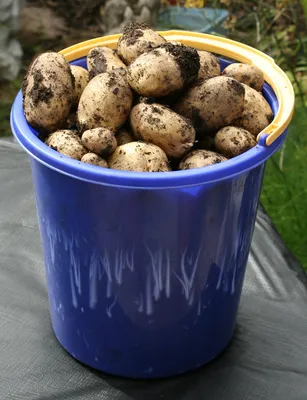 Новгородская область на 100% обеспечена семенами картофеля - «Великий  Новгород.ру»