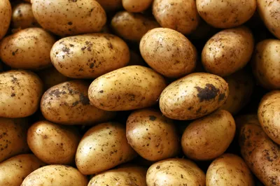 Картофель Рикарда (Ricarda) | Сорта картофеля