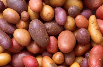 Самые популярные премиум-сорта картофеля