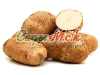 Тверским огородникам рассказали о подготовке картофеля к посадке |  30.03.2023 | Тверь - БезФормата