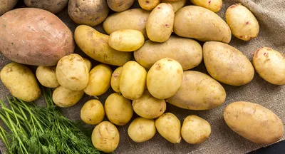 Какой сорт картофеля лучше растет в Коми — КомиОнлайн