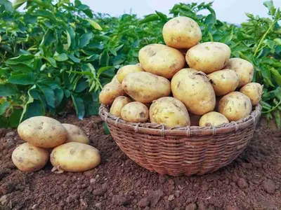 ФГБУ «Центр оценки качества зерна» | Золотистая картофельная нематода  (Globodera rostochiensis) – угроза для картофеля
