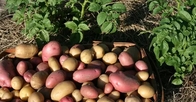 Calaméo - Справочник для дачников и садоводов Дальнего Востока о сортах  картофеля