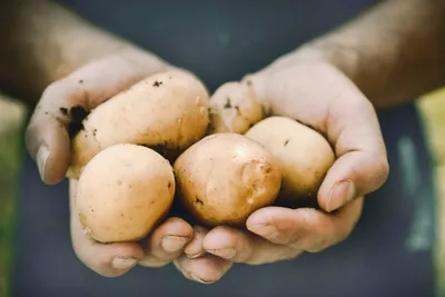 Хороший урожай картофеля: как подготовить клубни и выбрать сорт |  официальный сайт «Тверские ведомости»
