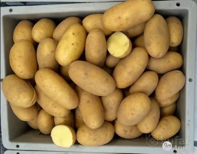 Второй хлеб»: как выращивают картофель в России | Проект Роспотребнадзора  «Здоровое питание»