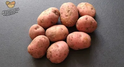Как сохранить картофель до весны без потерь