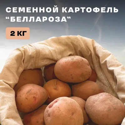 В Новгородской области в 2023 году увеличат производство семенного картофеля  - «Великий Новгород.ру»