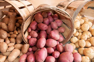 Список нематодоустойчивых сортов российского и зарубежного картофеля —  АгроXXI